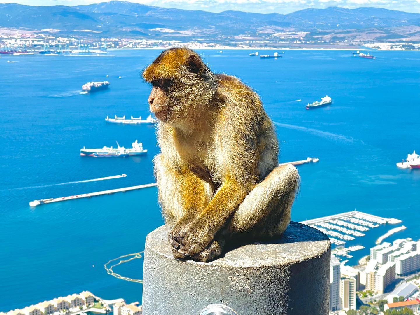 Avrupa’da tek maymun türü. Kuyruksuz Barbary Macaque Maymunları. Çok tatlılar ancak çantalara 💼 şapkalara 🎩 iyi sahip çıkın. 😀 .
.
.
.
.
.
. #nasilgezdim #gibraltar #monkey #maymun #iphoneonly #gezenbilir #travelphotography #naturephotography #gezinotları #gezimanya #milliyetrota #cebelitarık #nereyegitsek #ilovetravel #travelers #gezgin #gezilecekyerler #geziyorum